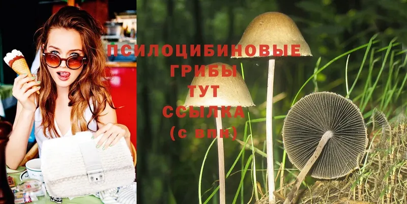 Галлюциногенные грибы Psilocybine cubensis  сколько стоит  Любим 